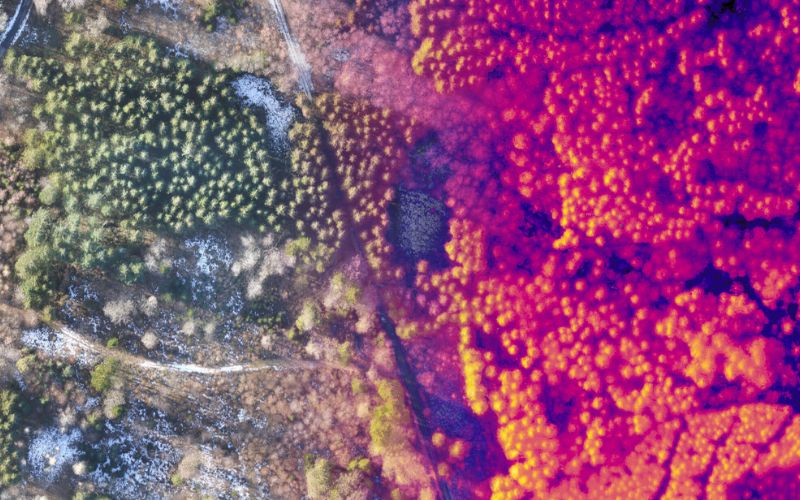 Forest Orthomosaic Merging Into Thermal View 01