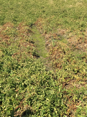 Area of water-saturated soil.