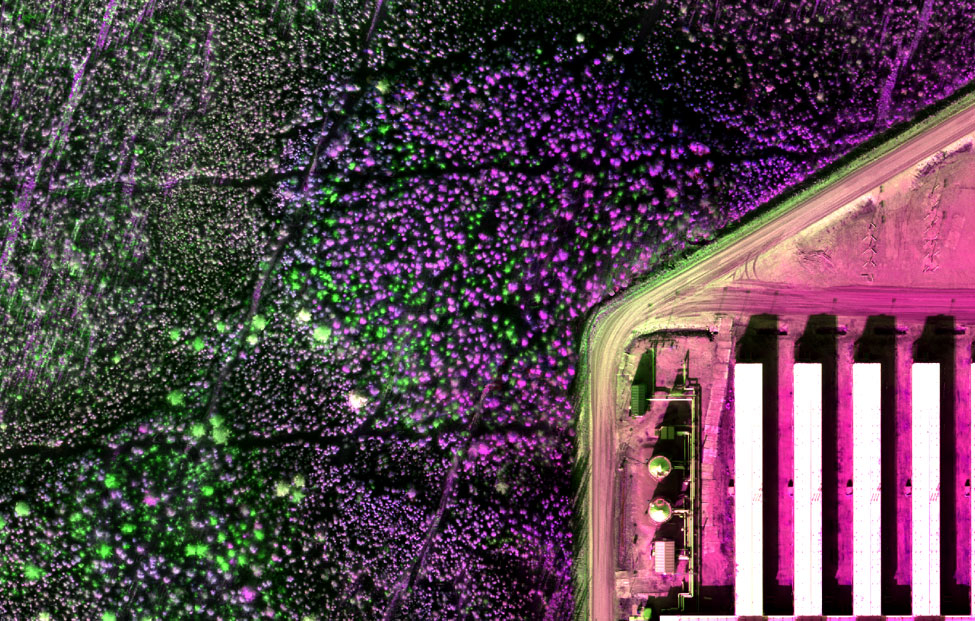 Espécies de árvores