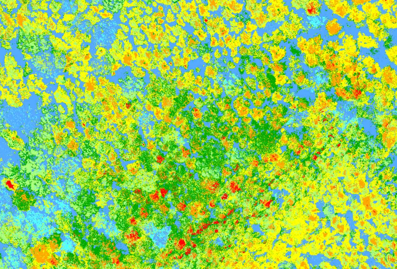 Forest classification