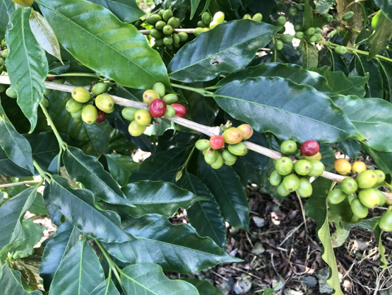 Planta de café