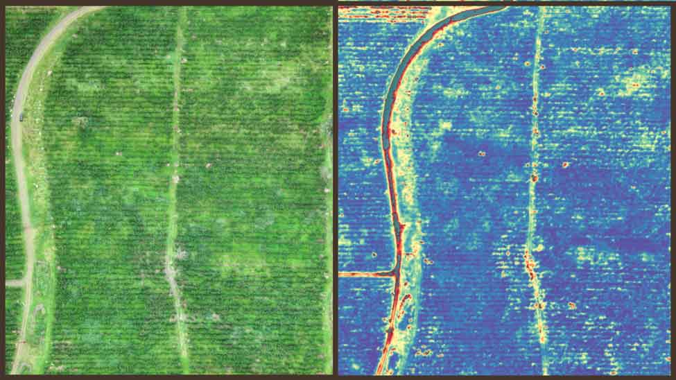 Mapas RGB e NDVI